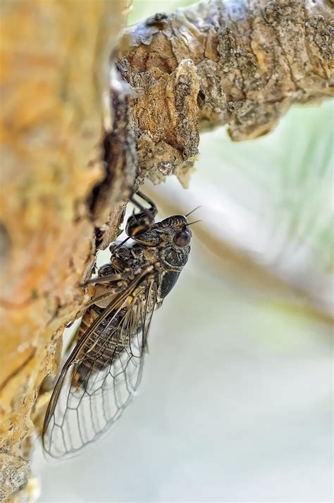 蝉团长 insect ang (@insect.